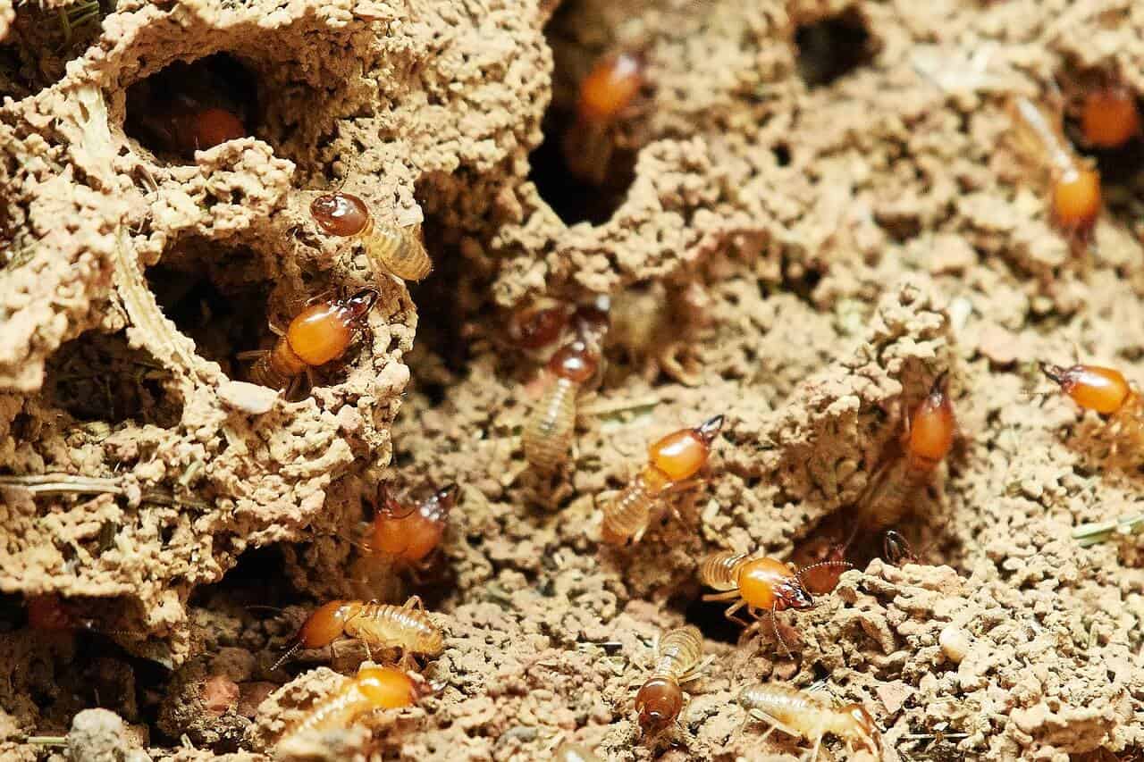 Termites In SIngapore