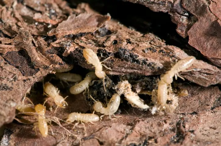 termites in my garden