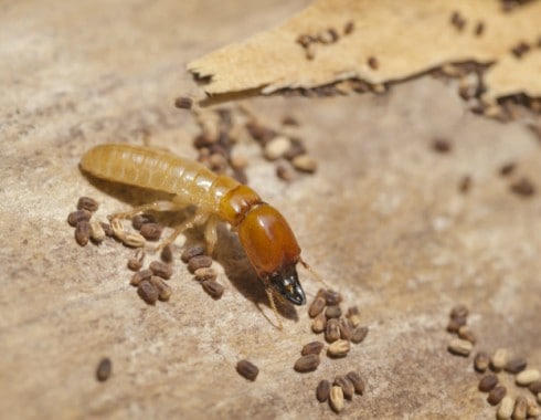 Drywood Termites