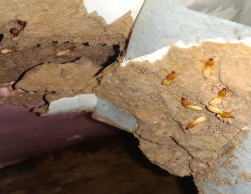 treatment for subterranean termites