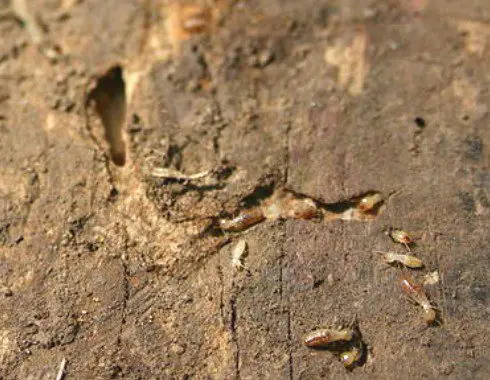 termite company in singapore