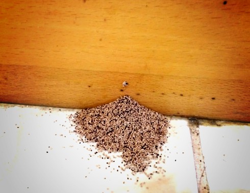drywood termite pest control