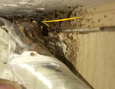 termite infestation, 3 Types of Termites in Singapore