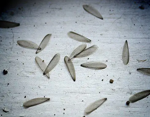 signs of termites