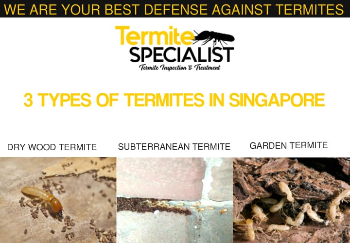 3 Types oF termites In Singapore