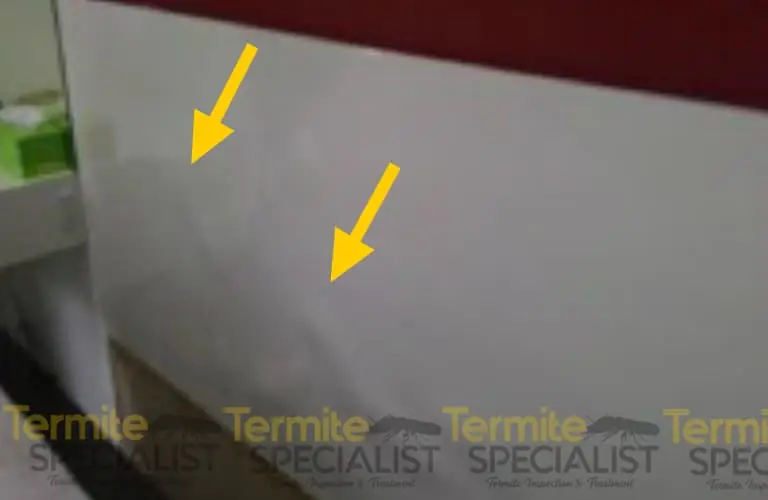 Termite Inspection Singapore