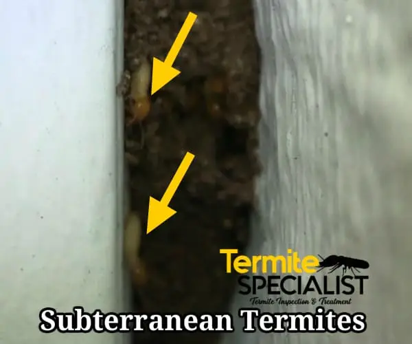 A photo that indicates Subterranean termites
