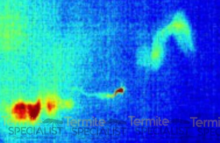 thermal imaging termite inspection
