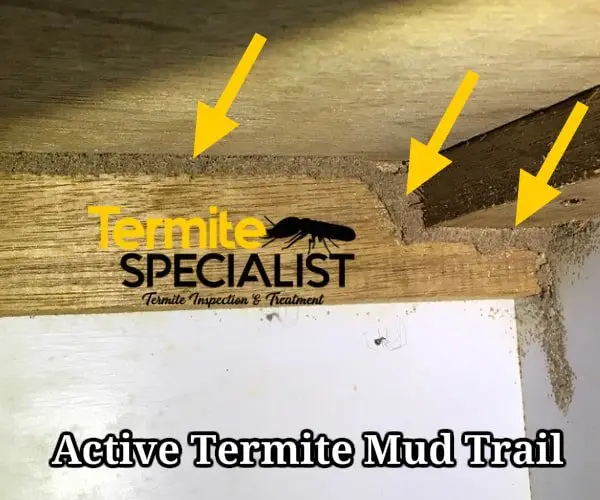 Subterranean Termites In SIngapore