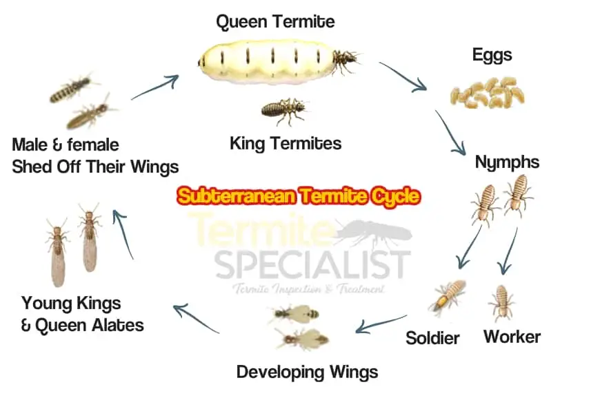 Subterranean termites In Singapore