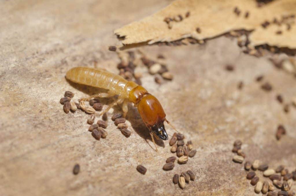 Drywood Termites In Singapore TermiteSpecialist Pte Ltd