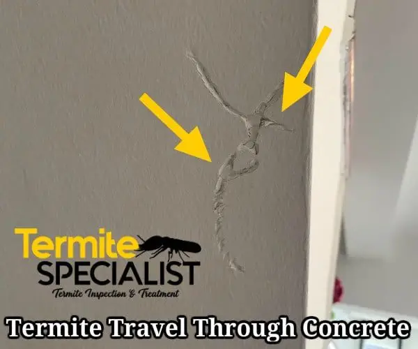 Subterranean Termites In Singapore
