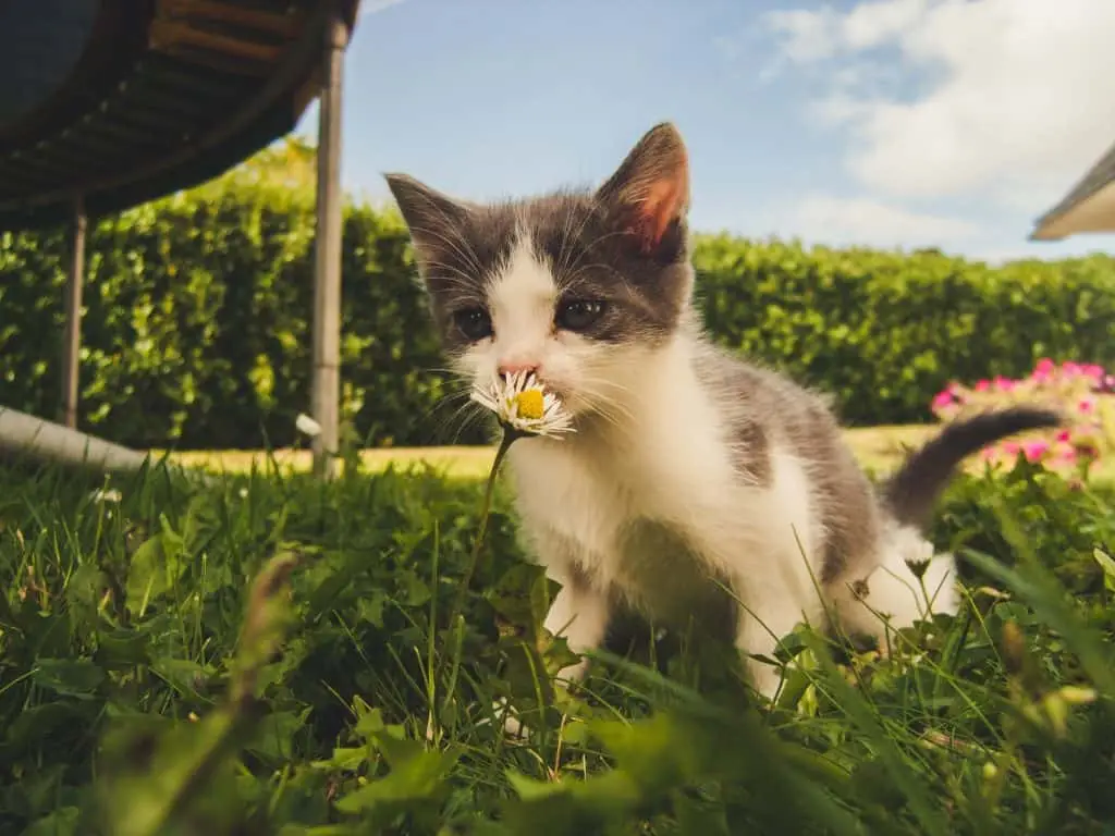 A photo of a cat to describe Do_termites_five_of_an_odor