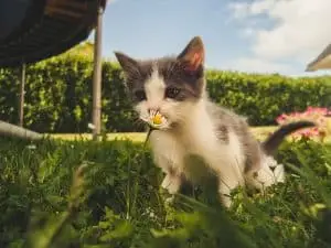 A photo of a cat to describe Do_termites_five_of_an_odor