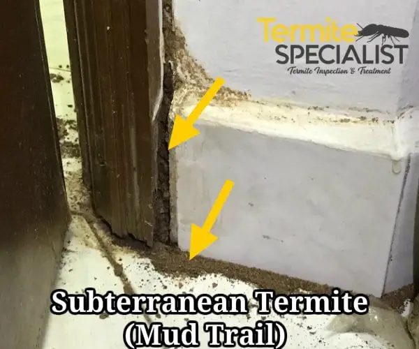 signs of termites infestation in singapore