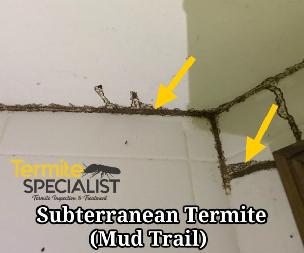 termite infestation in singapore
