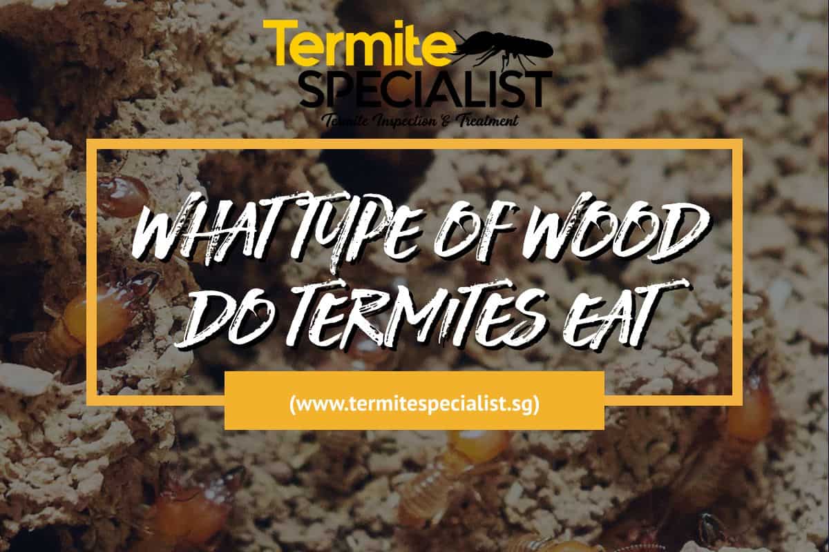 Featured image of post Cute Termites Eating Wood Drywood termites like to leave behind these powdered shavings while they re eating through wood