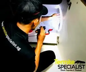 termite specialist
