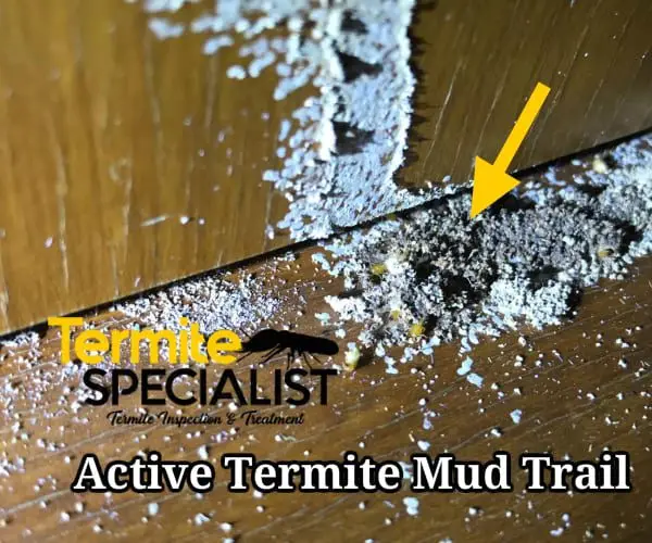 Termite Treatment SIngapore
