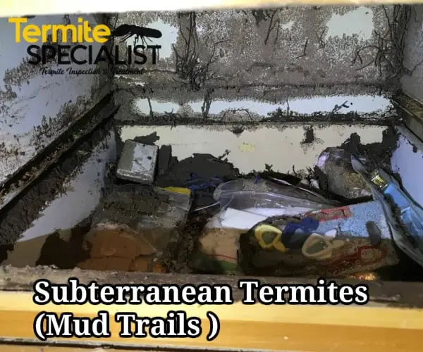 Damage Done By Subterranean Termites