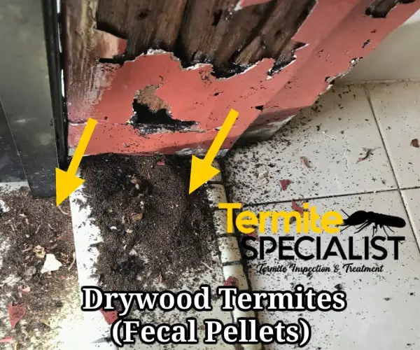 Drywood termite singapore