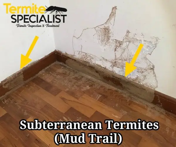 Signs Of Termite Infestation
