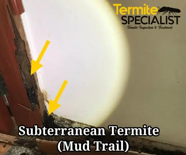 termites mud trails