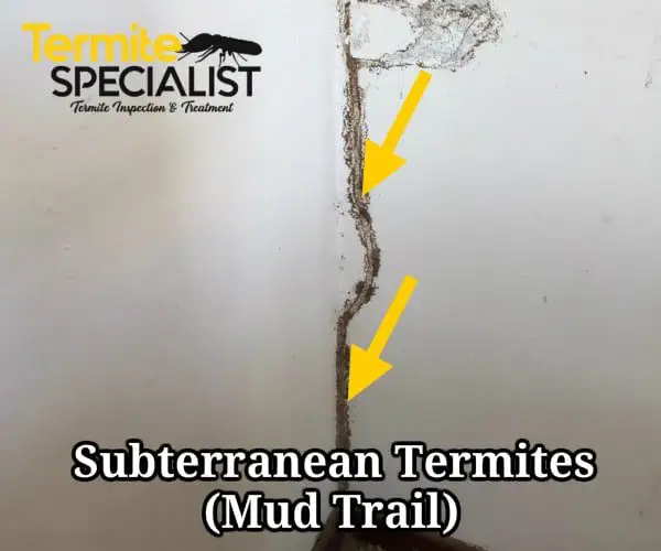 Signs of subterranean termites