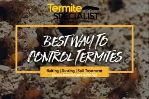 Termite Control Singapore