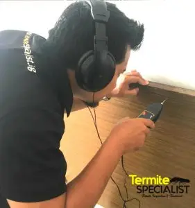 How Long Does Termite Treatment Last