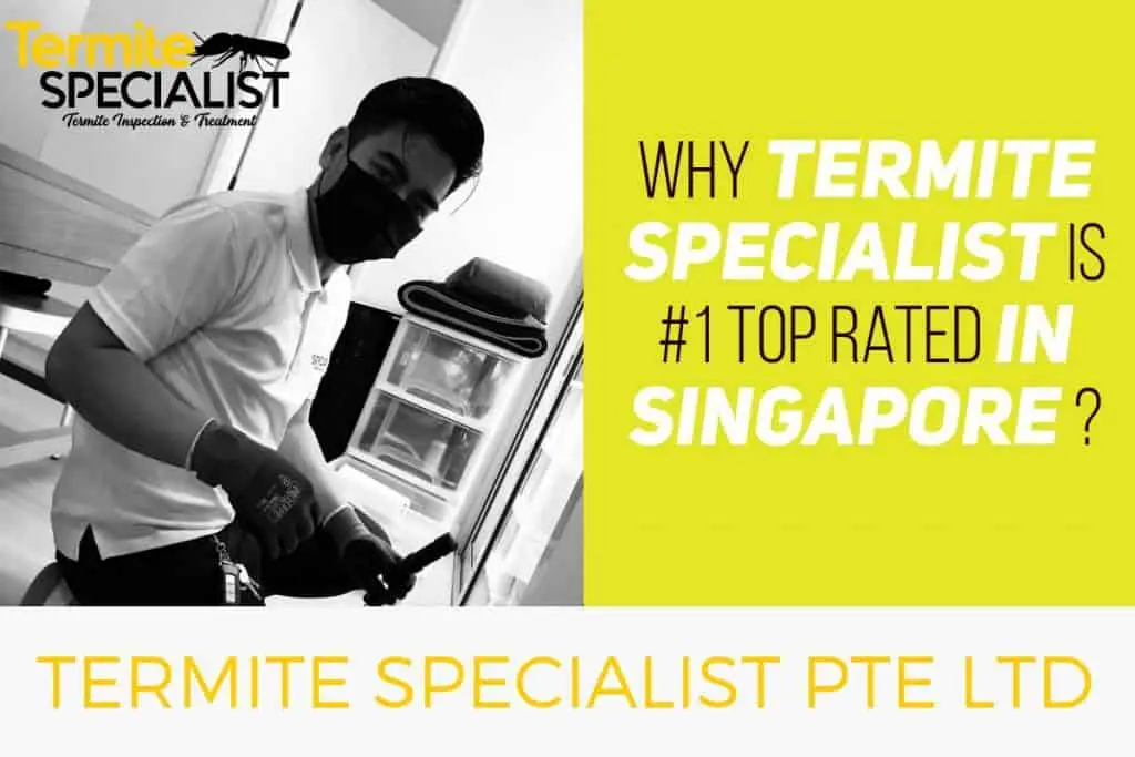 Termite Control SIngapore