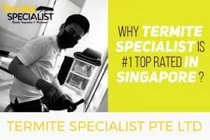 Termite Control SIngapore