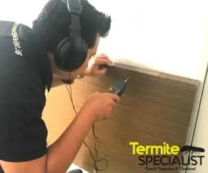 Termite Inspection Singapore