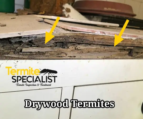 A photo of damage done by drywood termites