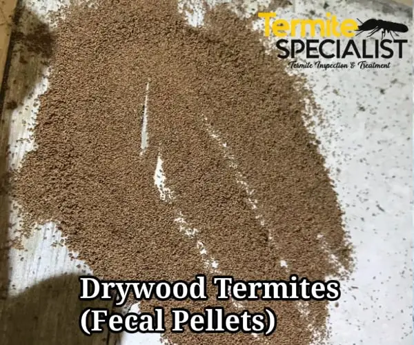 Dry Wood termites