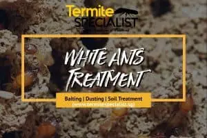 White Ant Treatment