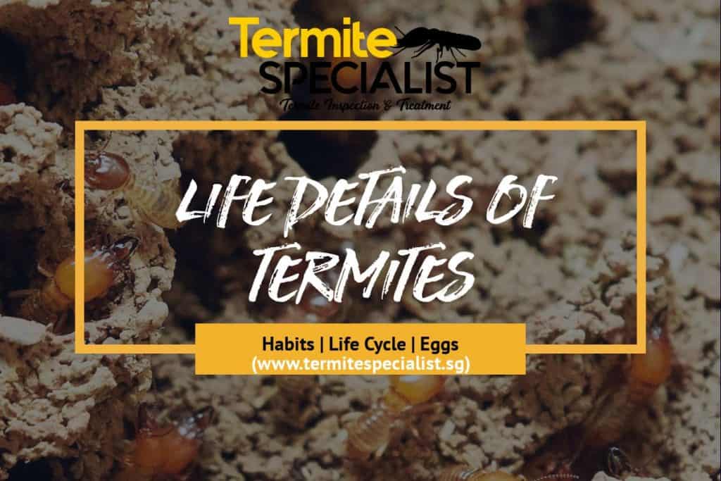 Life Details of termites