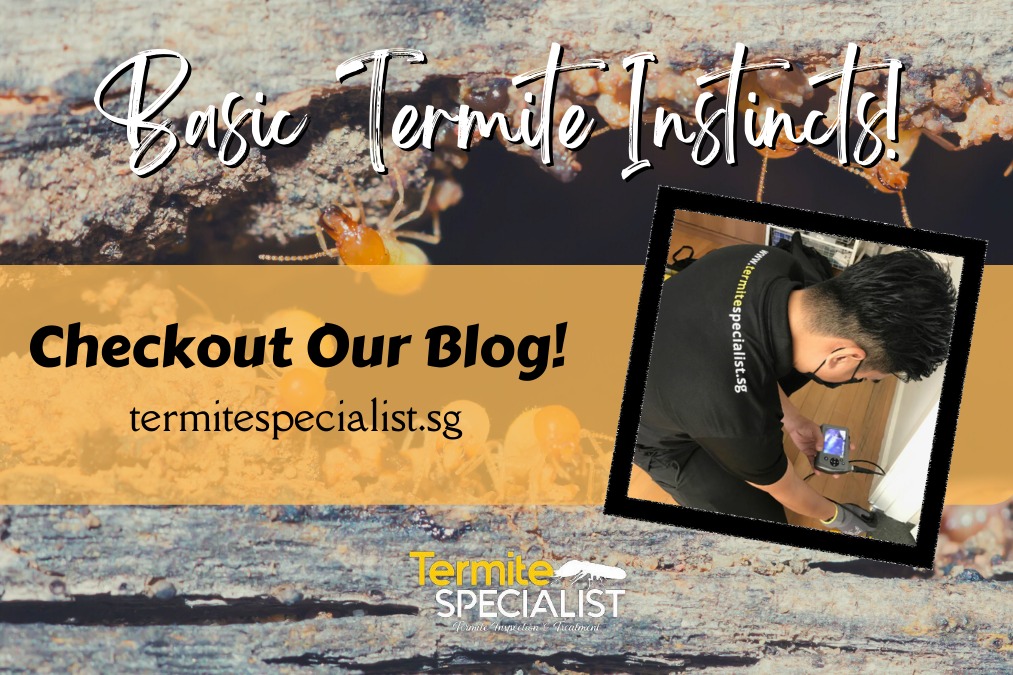 Basic Termite Instincts