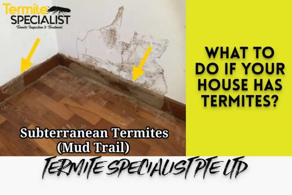 Best Termite Control SIngapore