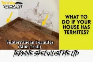 Best Termite Control SIngapore
