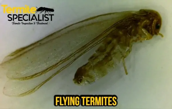flying termites singapore, Flying Termites Singapore