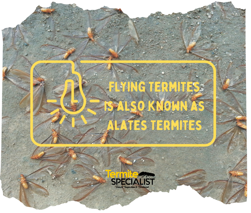 6 - termite swarms - alates termites - flying termites