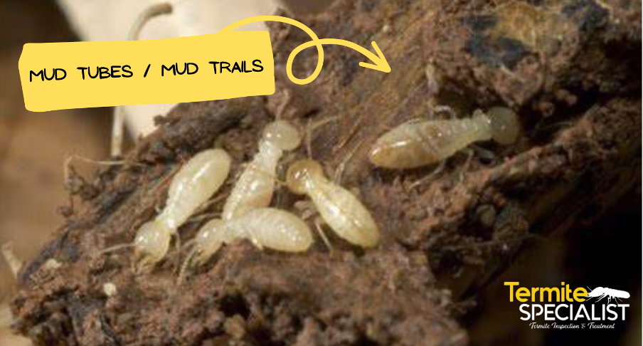 2 - mud tubes from termite colony