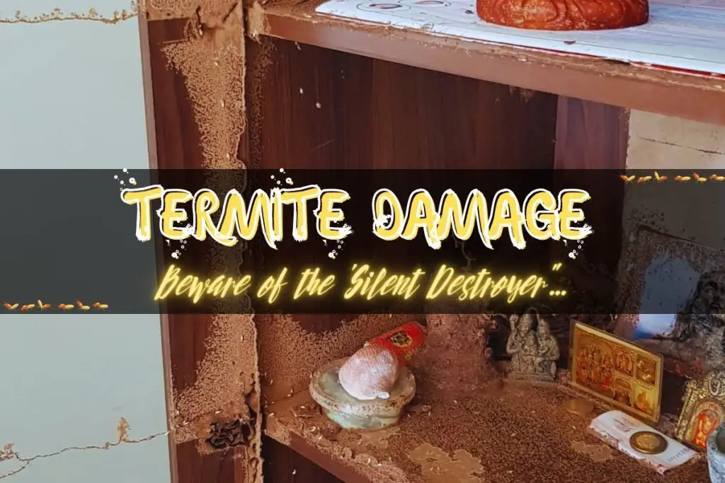 what-termite-damage-looks-like-featured-image