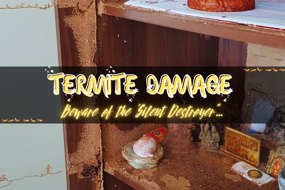 Signs Of Termites Sawdust