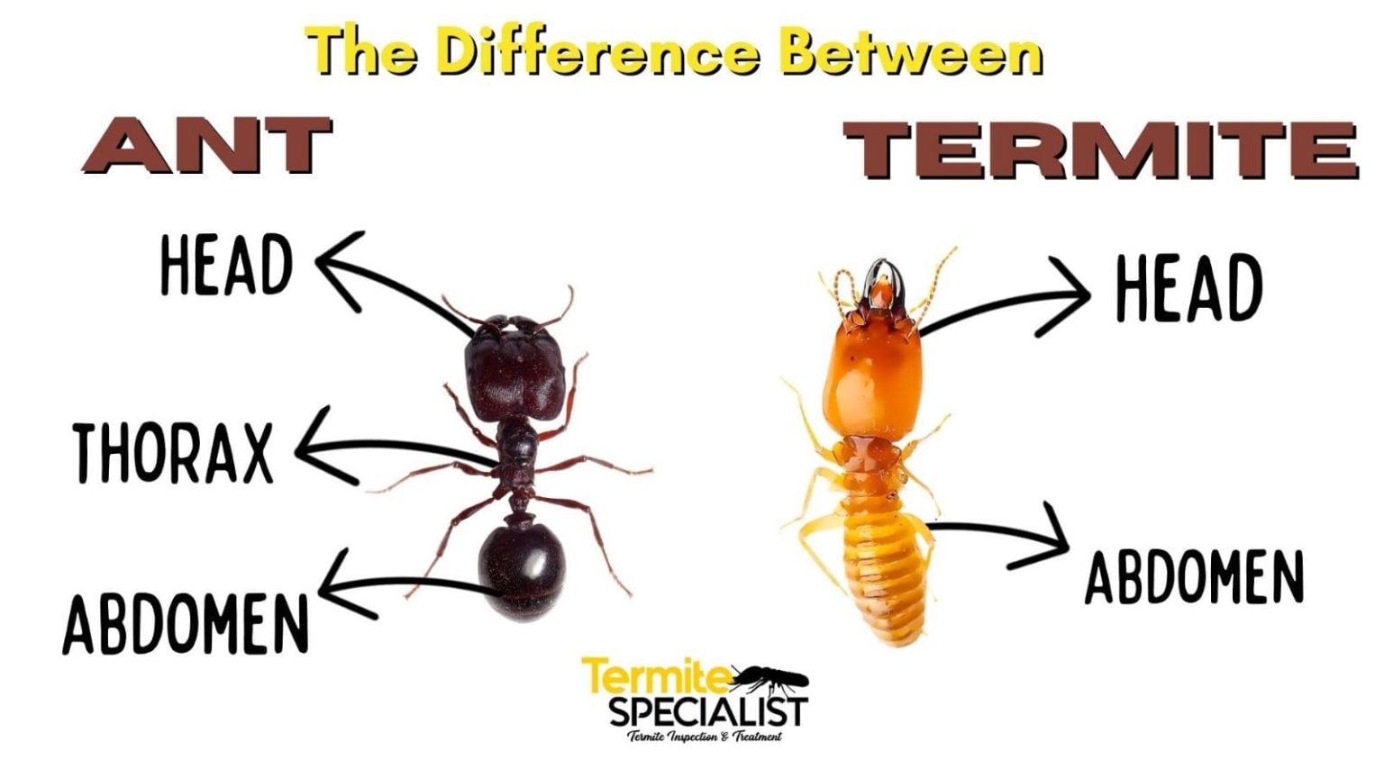 Termite vs Ant 7 Easy Ways to Spot their Differences