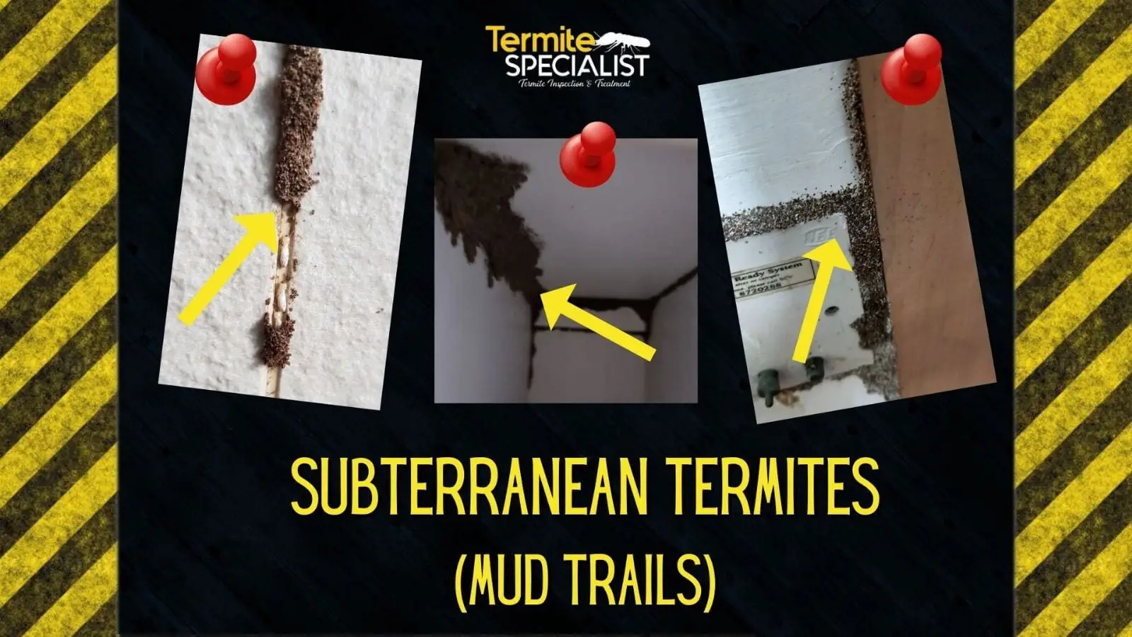 Termites use mud tubes to get inside houses.