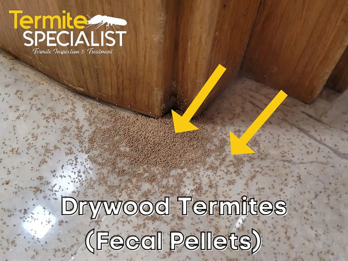 Drywood termite droppings