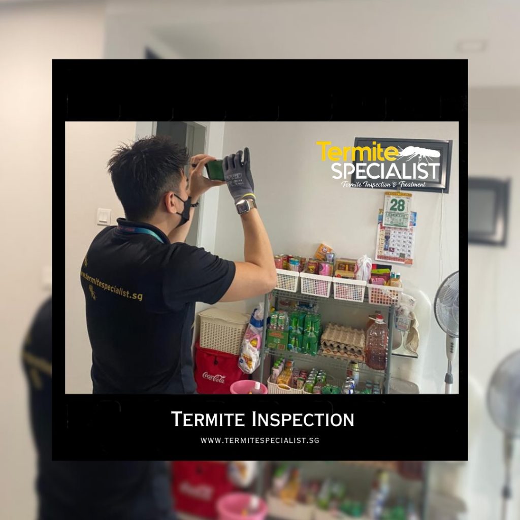 Termite Inspection in Singapore
