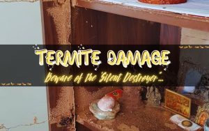 Termite Infested Shelf Termites Guide: How to Spot & Prevent Infestation Fast